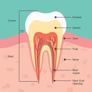 illustration showing the parts of a tooth